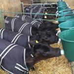 cosycalf calf jacket 3060