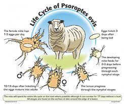 sheepscab