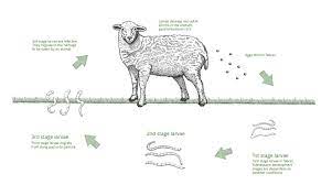 wormingsheep