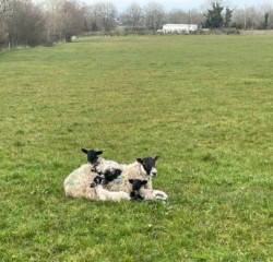 Ewes and lambs staying warm near our office