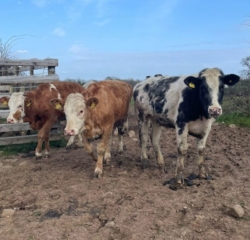 Cows waiting on farmer again