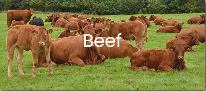 beef