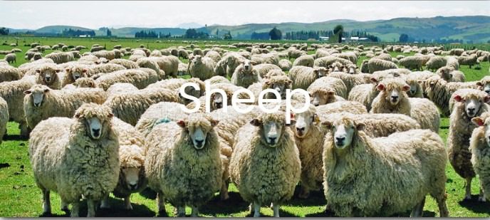sheep