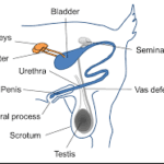 Urinary Tract Disease in cattle