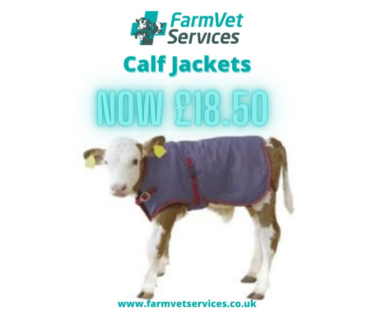 calf jack 1850 2