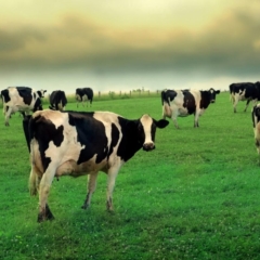 friesian cows in field