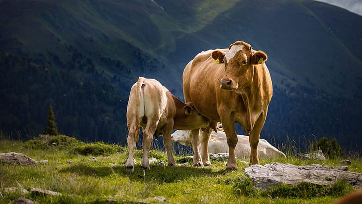 mountains nature cow baby alps hd wallpaper preview