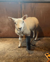 Broken leg