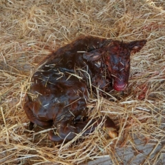Newborn Calf