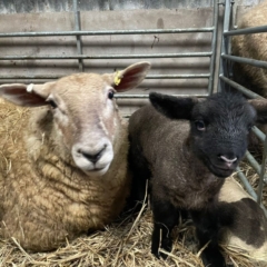 Happy Mother
