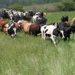 Cows coming in