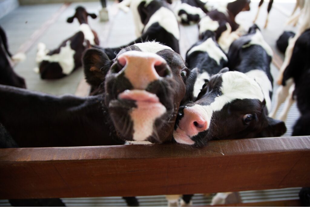 calves