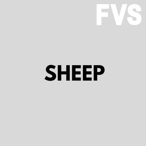 sheep