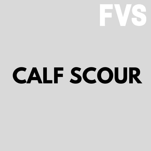 calf scour