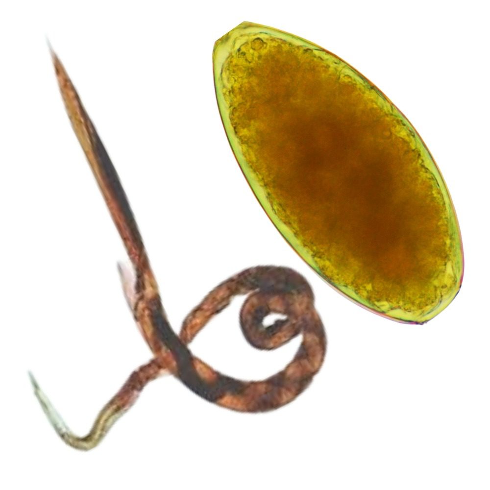fluke and worm