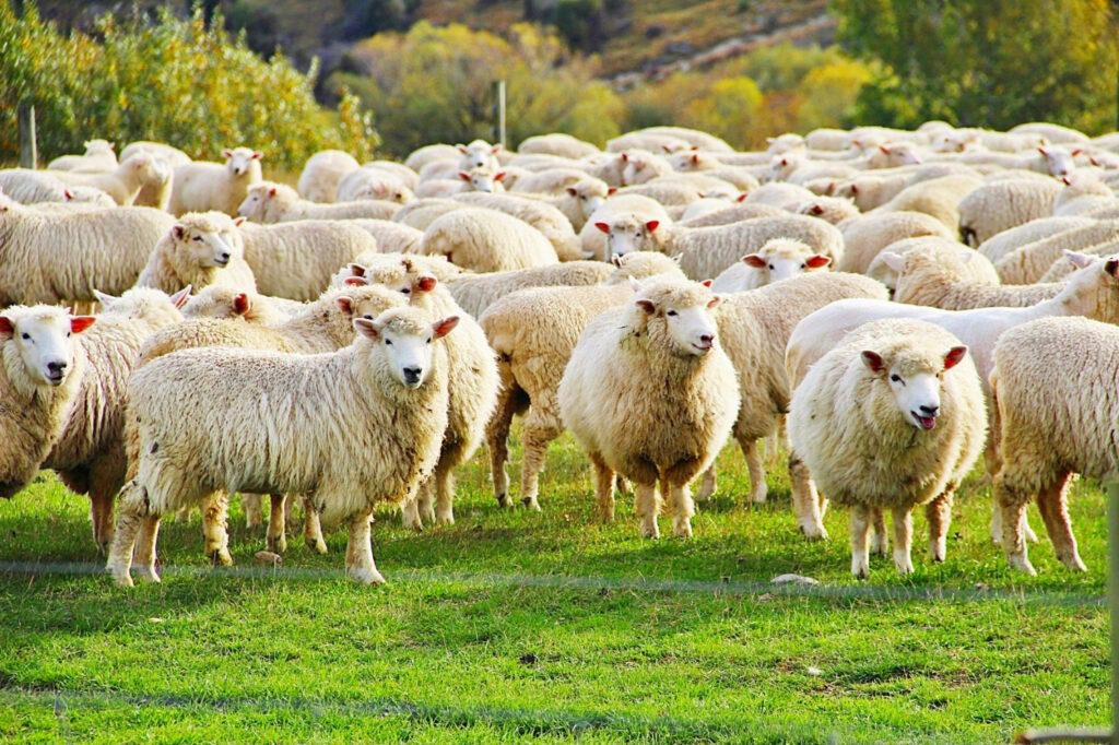 Sheep Button