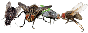 flys on screen