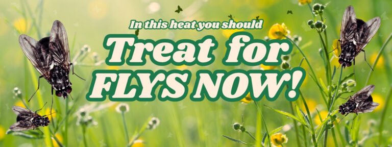 treat flys