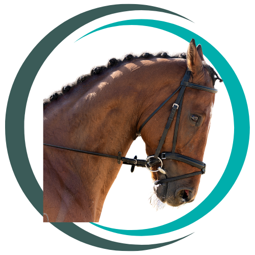 equestrian logo