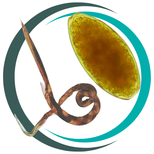 fluke and worm logo
