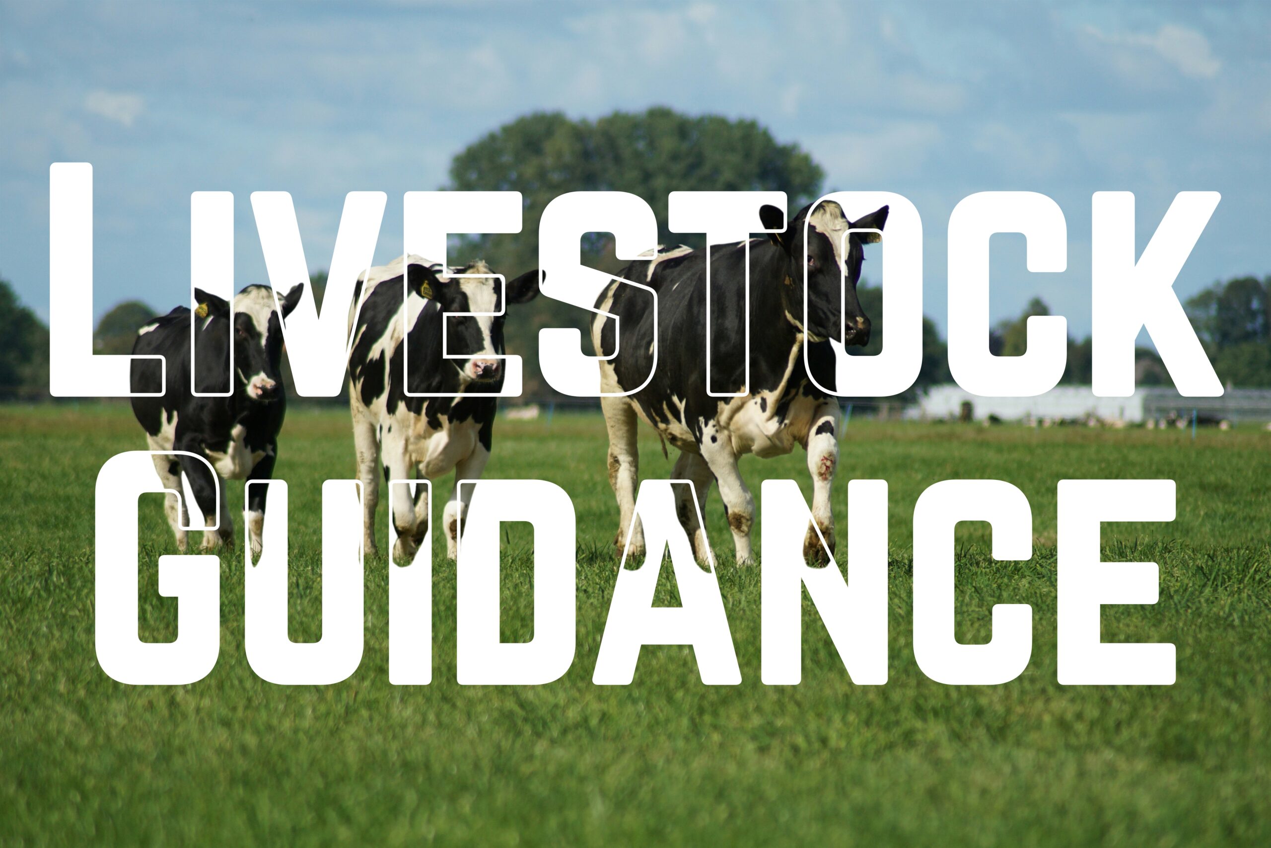 Livestock guidance for UK farmers and dairy herds